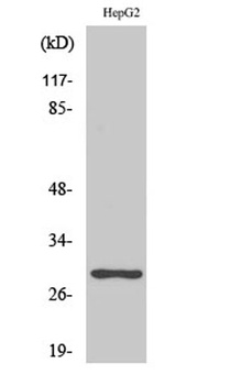 PTTG1/2/3 rabbit pAb Antibody