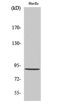 Rabenosyn-5 rabbit pAb Antibody