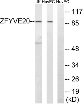 Rabenosyn-5 rabbit pAb Antibody