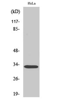 Rad GTPase rabbit pAb Antibody