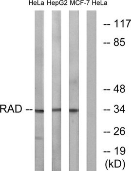 Rad GTPase rabbit pAb Antibody