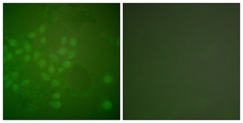 Rad17 rabbit pAb Antibody