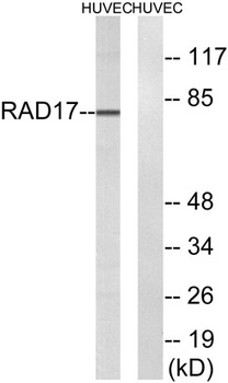Rad17 rabbit pAb Antibody
