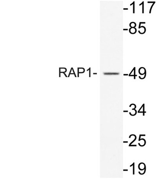 RAP1 rabbit pAb Antibody