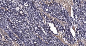 RAP1 rabbit pAb Antibody