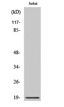 RCL rabbit pAb Antibody