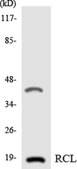 RCL rabbit pAb Antibody