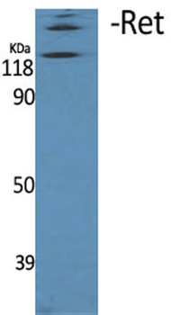 Ret rabbit pAb Antibody