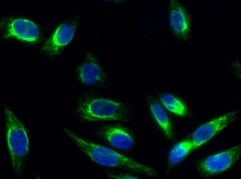 Rho A rabbit pAb Antibody