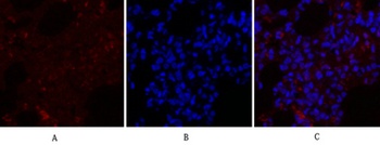 Rho A rabbit pAb Antibody
