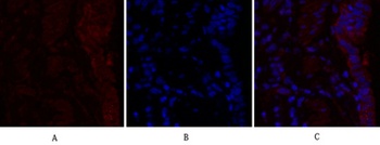Rho A rabbit pAb Antibody