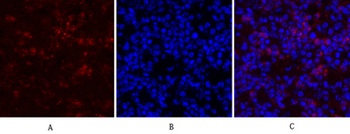 Rho A rabbit pAb Antibody