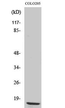 Ribosomal Protein L36 rabbit pAb Antibody