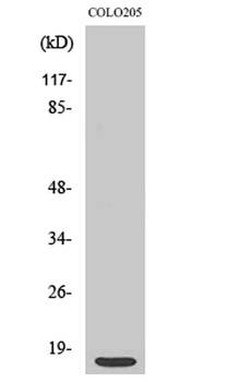 Ribosomal Protein S12 rabbit pAb Antibody