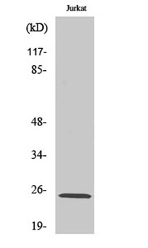 Rit1 rabbit pAb Antibody