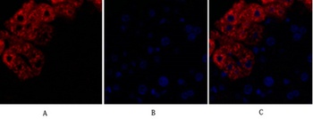 Rock-1 rabbit pAb Antibody