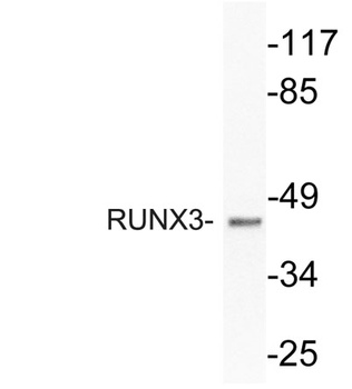 RUNX3 rabbit pAb Antibody