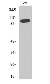 SAPAP1 rabbit pAb Antibody