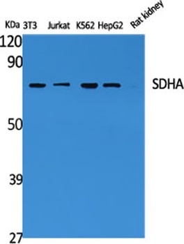 SDHA rabbit pAb Antibody