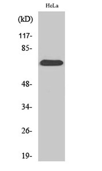 SDHA rabbit pAb Antibody