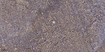 SDHA rabbit pAb Antibody