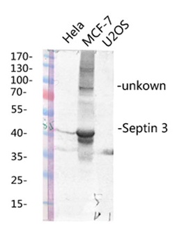 Septin 3 rabbit pAb Antibody