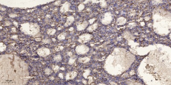 Septin 3 rabbit pAb Antibody
