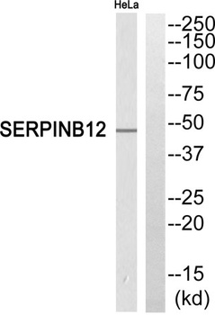 Serpin B12 rabbit pAb Antibody