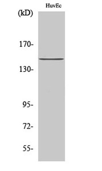 SHIP-1 rabbit pAb Antibody
