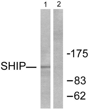 SHIP-1 rabbit pAb Antibody