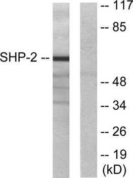 SH-PTP2 rabbit pAb Antibody