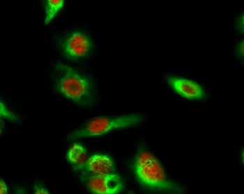 SIRT1 rabbit pAb Antibody