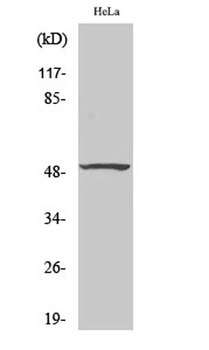 SMAP45 rabbit pAb Antibody
