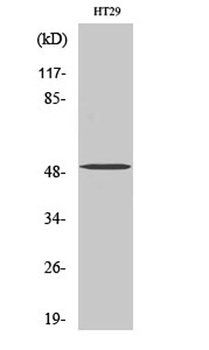SMYD2 rabbit pAb Antibody