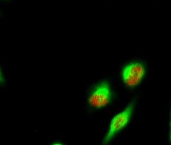 Spindlin-1 rabbit pAb Antibody