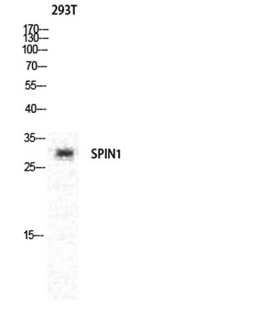 Spindlin-1 rabbit pAb Antibody