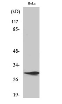 Spindlin-1 rabbit pAb Antibody
