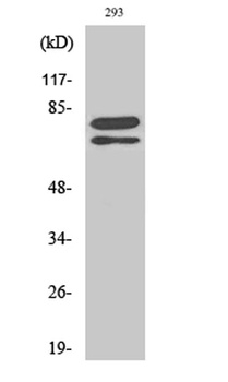 Splicing factor 1 rabbit pAb Antibody
