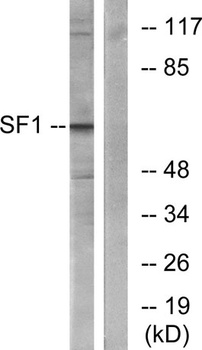 Splicing factor 1 rabbit pAb Antibody