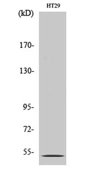 SR-2B rabbit pAb Antibody