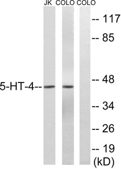 SR-4 rabbit pAb Antibody