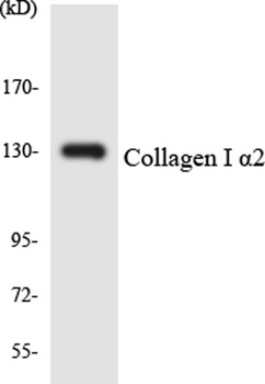 SR-4 rabbit pAb Antibody