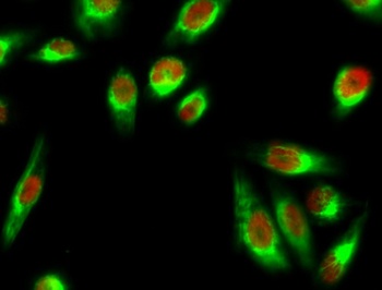 Stat1 rabbit pAb Antibody
