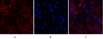 Stat1 rabbit pAb Antibody