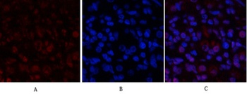 Stat1 rabbit pAb Antibody