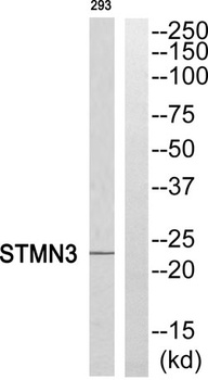 Stathmin-3 rabbit pAb Antibody