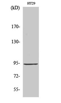 StIp1 rabbit pAb Antibody