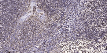 T3JAM rabbit pAb Antibody