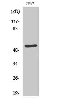 TADA2L rabbit pAb Antibody
