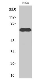 TAP rabbit pAb Antibody